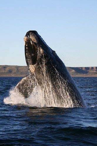 southern right whale wikipedia